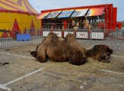 Le cirque Roncalli à Dreux, en octobre 2015