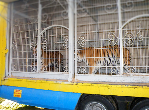 Tigres La Piste d'or