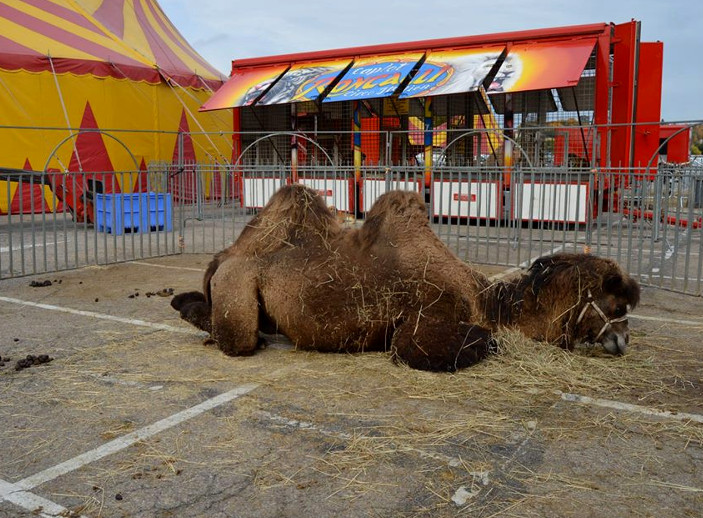 Le cirque Roncalli à Dreux, en octobre 2015 Le cirque Roncalli à Dreux, en octobre 2015