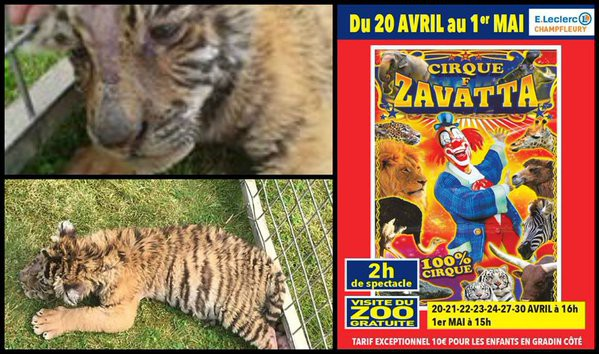 Zavatta Willie Cirques De France Zavatta Willie Cirques De France