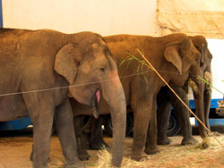 Eléphants, Sorgues Eléphants, Sorgues