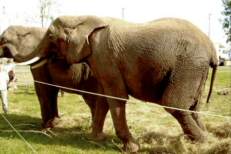 Mausi l'éléphant Mausi l'éléphant