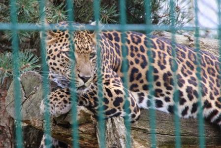 Zoos Zoos